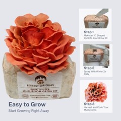 Beginner-Friendly Pink Oyster Mushroom Grow Kit – Home Cultivation Made Easy