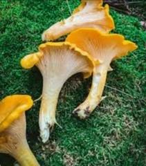 4 Pack! Chanterelle Mushroom – Garden Grow Kit – Organic Mushroom Starter