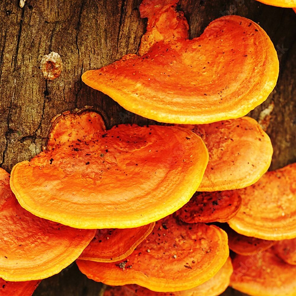 Blood Bracket (Trametes sanguineus) Liquid Culture