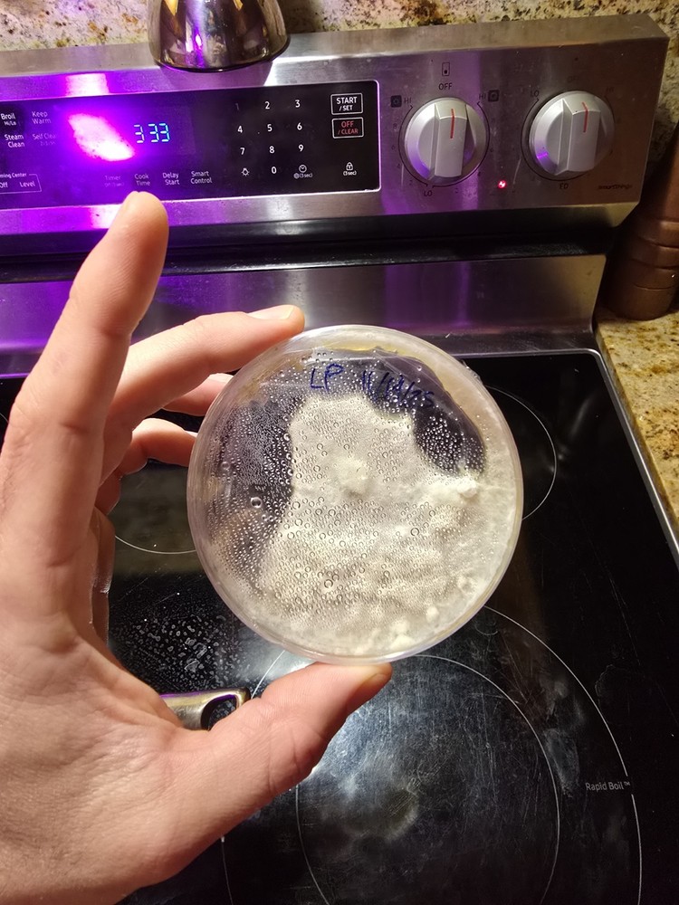 Lions Mane MEA Agar Plate Of Commercial Strain Lions Paw High Temperature