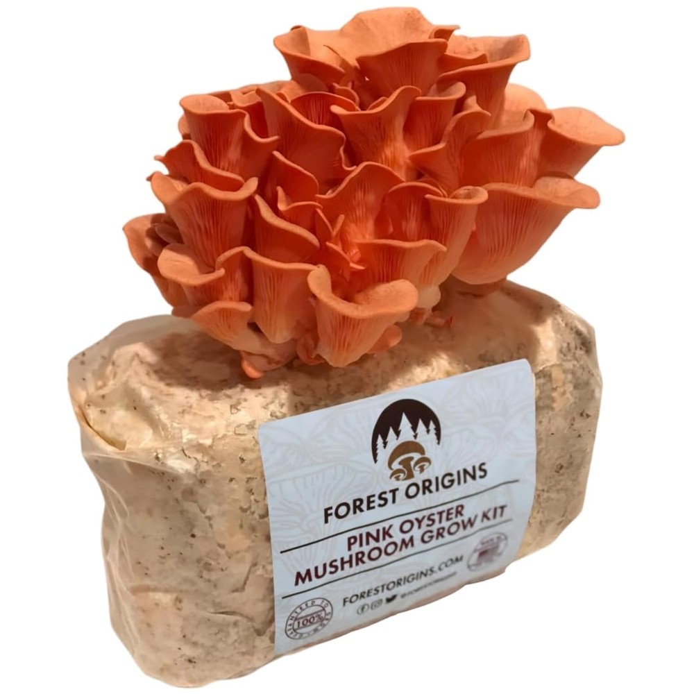 Unique Pink Oyster Mushroom Grow Kit – Made in California