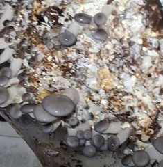 Blue Oyster Mushroom Pre-order $18 Pound Plus Shipping