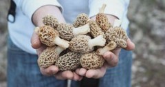 Morel Mushroom Spores in Sawdust Bag Garden Grow Kit Makes 5 gal Fast Shipping