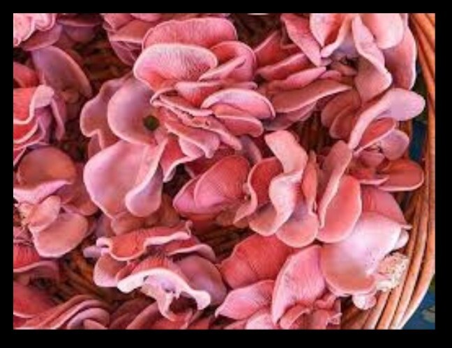 Dried Pink Oyster Mushroom Spores organic non-GMO 🍄 DRIED MUSHROOM 🍄