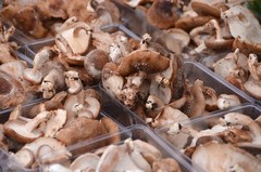 Shiitake Liquid Culture – 12cc Syringe – 5 Pack – Chefs Mushrooms