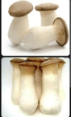 King Oyster Mushroom 10cc Liquid Culture