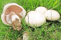 Seeds Mushroom Champignon GIANT Mycelium Spawn Dried Spores Organic Ukraine