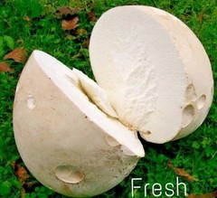 2 Pack! Giant Puffball Mushroom – Garden Grow Kit – Organic – Spores