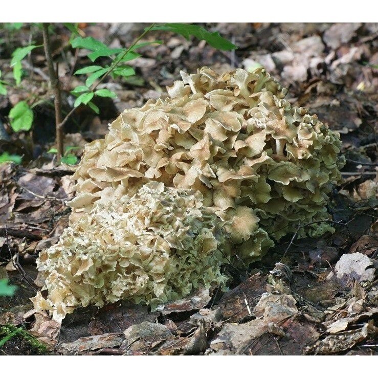 Umbrella polypore, liquid mushroom culture. Polyporus umbellatus