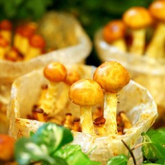 Nameko (Pholiota nameko) Liquid Culture