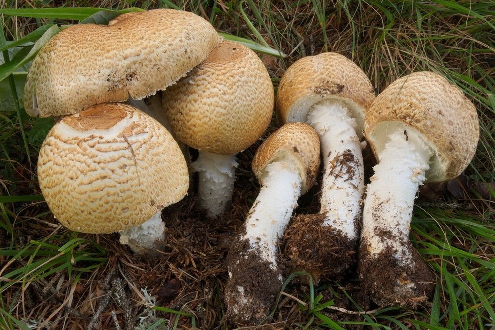 The Prince (Agaricus augustus) Liquid Culture