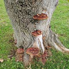 Reishi, Ganoderma sessile liquid mushroom culture
