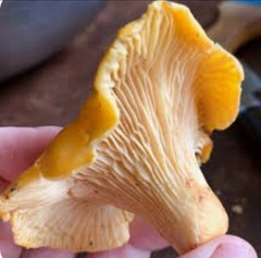 6 Pack! Chanterelle Mushroom – Garden Grow Kit – Organic Mushroom Starter