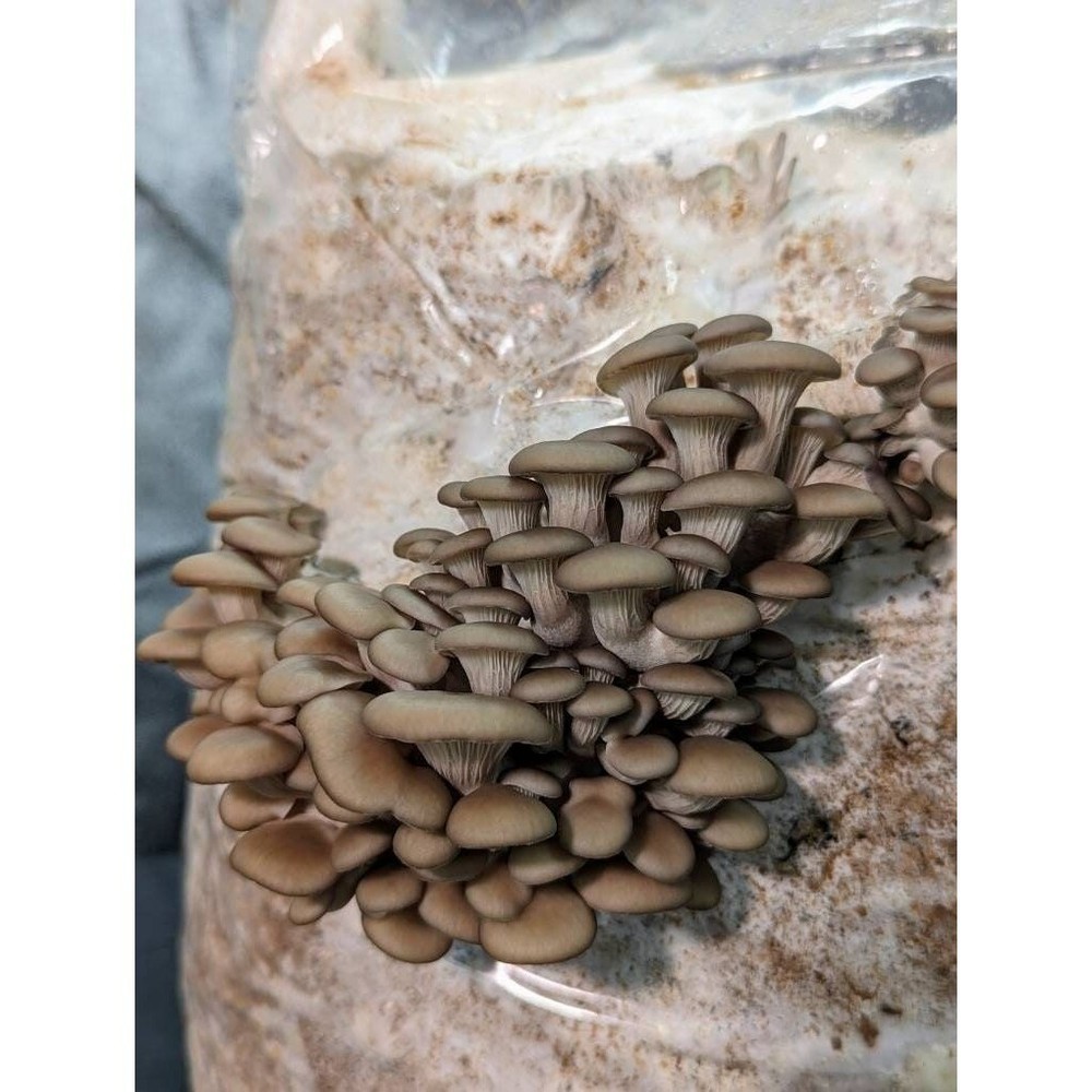 Pearl Oyster (Pleurotus ostreatus) Liquid Mushroom Culture