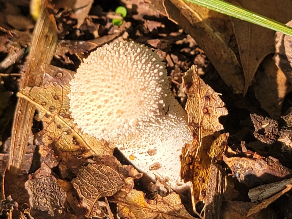 Gem-Studded Puffball, Lycoperdon perlatum, Liquid Culture 10+ ml Edible and Rare