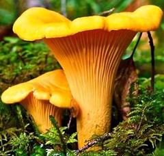 Seeds Yellow Chanterelle Mushrooms Mycelium Spawn Dried Spores for