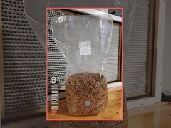 Pre-made Sterile Oat Grain Spawn Bags 3lbs