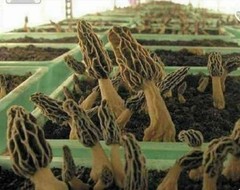 Morel Mushroom – Spawn – Garden Grow Kit – Covers 6′ X 6′ Area!