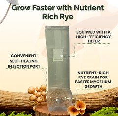 12 x one pound sterilized rye grain bags with injection ports mushroom substrate