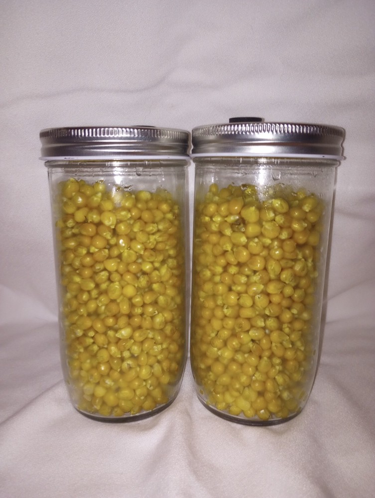 2 – Popcorn Spawn Jars 32oz, Fast Colonizing, with inoculation and filter port