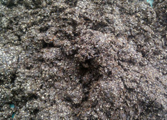 Mushroom Manure Based Substrate 20 lbs Pastureized Free Shipping