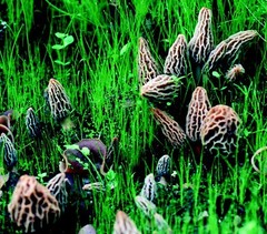 Grow Kit Morel Mushrooms – Organic Morel Mushroom Growing Kit