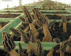 4 Pack! Black Morel Mushroom – Garden Grow Kit – Organic – Spawn – Starter