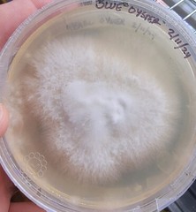 Blue Oyster Pleurotus ostreatus Liquid Culture 10+ ml Great Clone EASY SELECTION