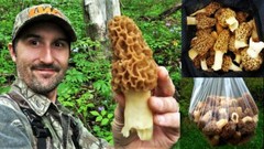 Morel Mushroom Spores in Sawdust Bag Garden Grow Kit Makes 5 gal FREE SHIPPING
