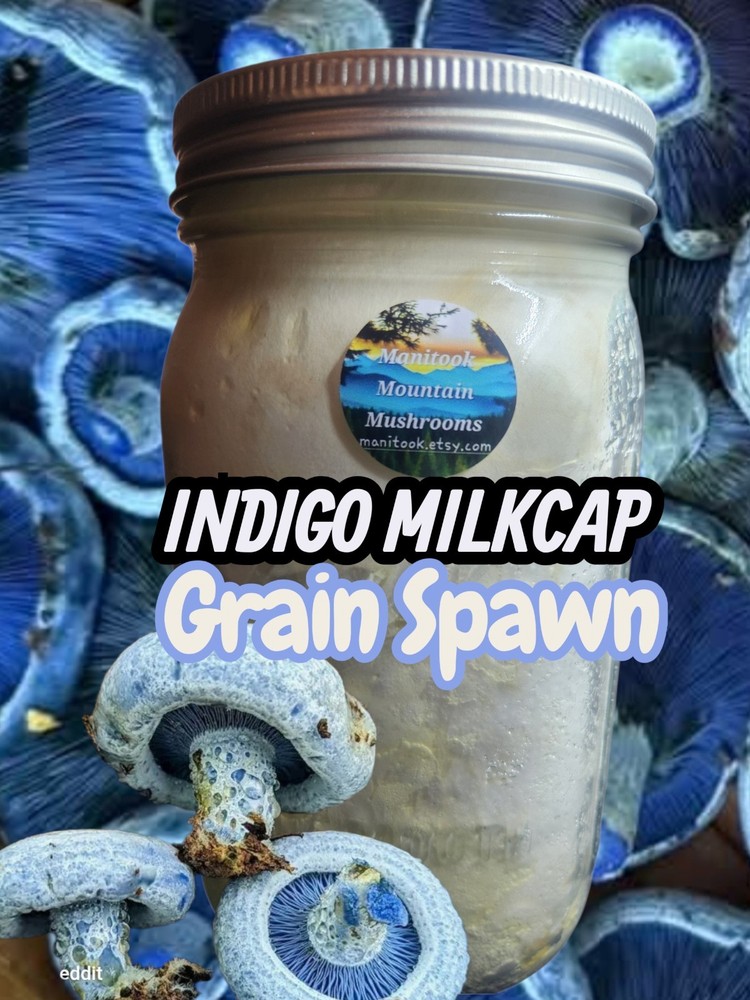 Indigo Milkcap Mushroom (Lactarius indigo) Colonized Grain Spawn, 1 Quart