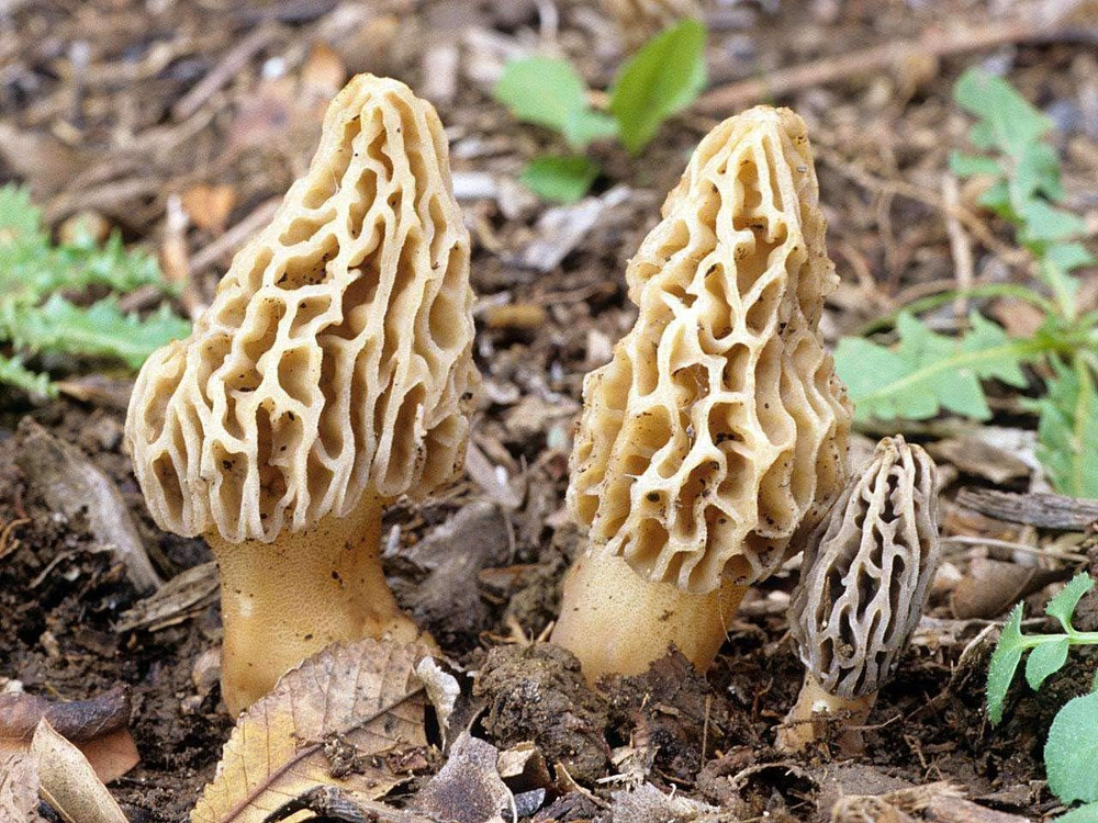– Mushroom Liquid Cultures (Yellow Morel(Morchella Esculenta))