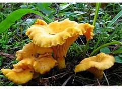 Chanterelle Mushroom Spores in Sawdust Bag Garden Grow Kit Makes 5 gal Free Ship