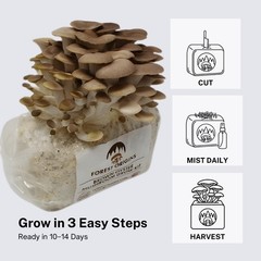 Brown Oyster Mushroom Farm – Indoor Mushroom Growing Kit -Edible Oyster Mushroom