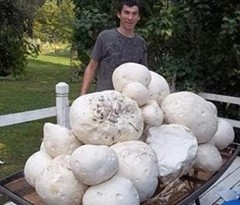 2 Pack! Giant Puffball Mushroom – Garden Grow Kit – Organic – Spores