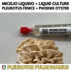 Kingdom Oyster 6 Liquid Crops Pleurotus Blue Pink Golden Phoenix White Black