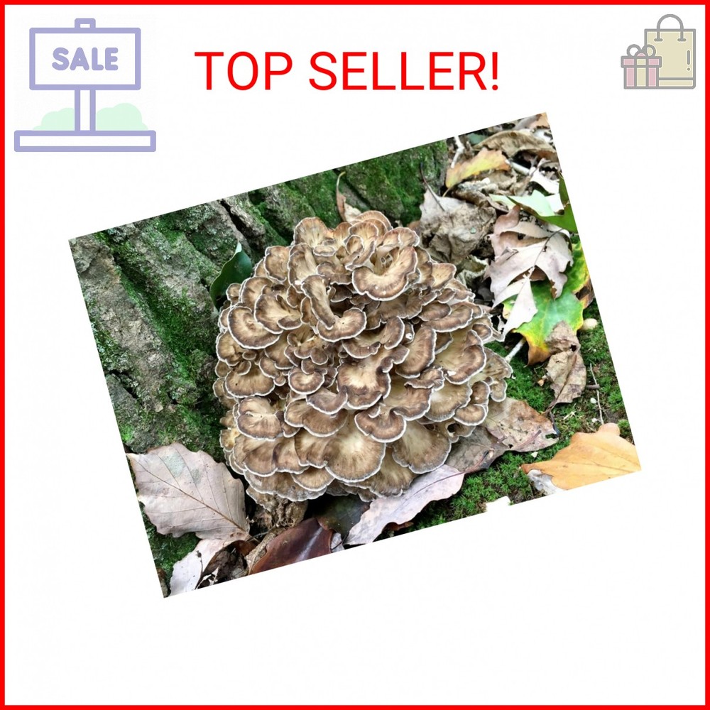 100 Hen of The Woods Mushroom Plug Spawn to Grow Gourmet Medicinal Mushrooms at