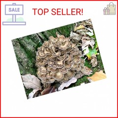 100 Hen of The Woods Mushroom Plug Spawn to Grow Gourmet Medicinal Mushrooms at