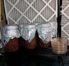 4 Sterilized wild bird seed Jars w/ Self Healing Injection Port & Filter Patch