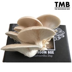 White Oyster – Mega Mushroom box
