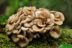 Seeds Mushroom Maitake Grifola Frondosa Mycelium Spawn Spores Organic Ukraine