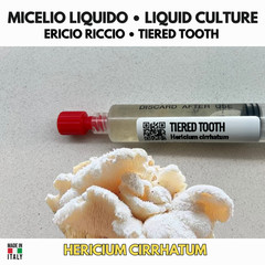 Hericium cirrhatum Liquid Grow Hedgehog Hedgehog Mushroom Gourmet Premium LC