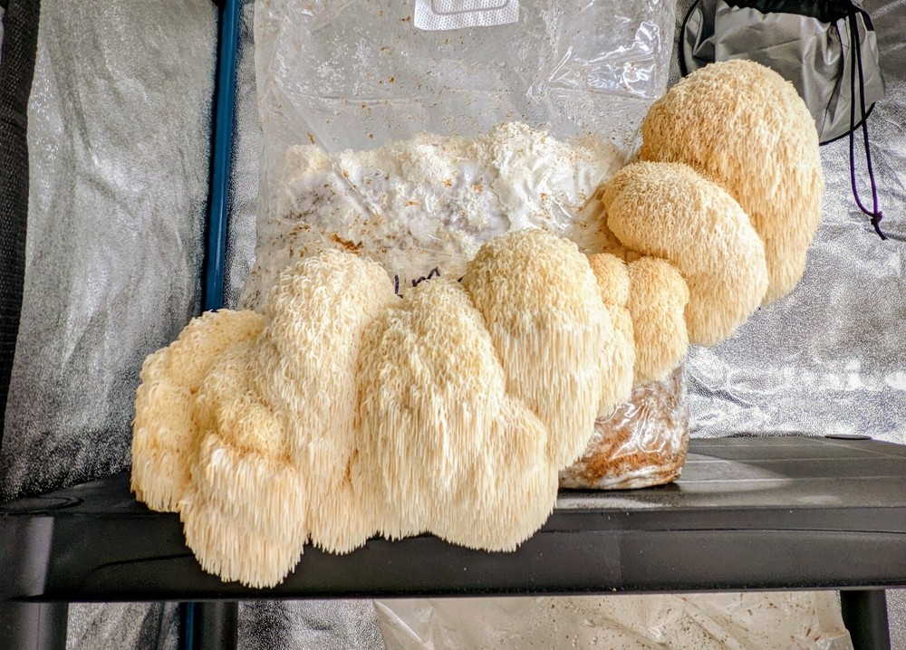 Lion’s Mane Mushroom Liquid Culture, Hericium erinaceus