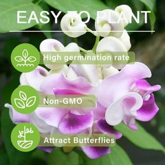 20+ Corkscrew Vine Flower Seeds for Planting Outdoors Garden-Perennial white