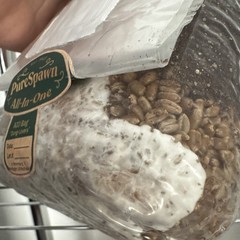 3lb AIO Grow Bag – 2 Pack (6pounds) Sterile And Ready for Spores SALE