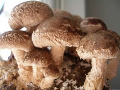 Seeds Mushroom Shiitake Imperial Mycelium Spawn Spores Organic Ukraine