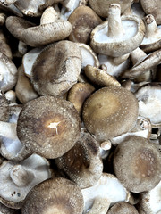 Mushroom Grow Bags Grain Substrate Mycelium Seeds W4″ x D3.5” x L13” Sealable