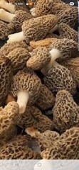 Morel Liquid Culture Mycelium, 10 Syringe Value Pack