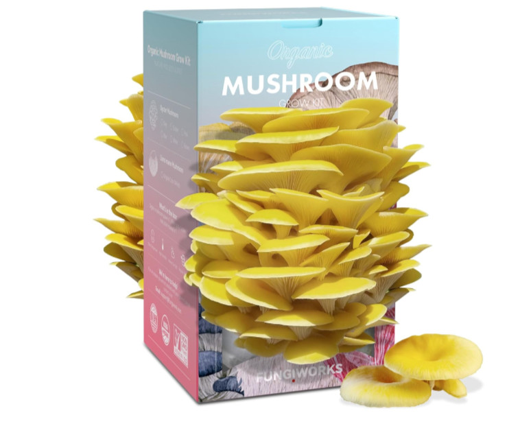 Golden Oyster Mushroom Grow Kit 4lb Organic USA—Grow Fancy Fungi Fast Fun