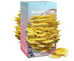 Golden Oyster Mushroom Grow Kit 4lb Organic USA—Grow Fancy Fungi Fast Fun