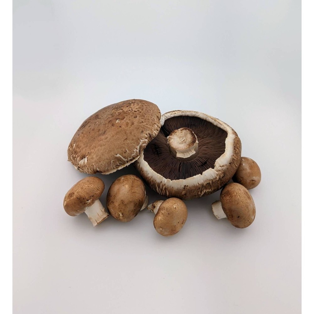 Portobello mushroom liquid culture, Agaricus bisporus
